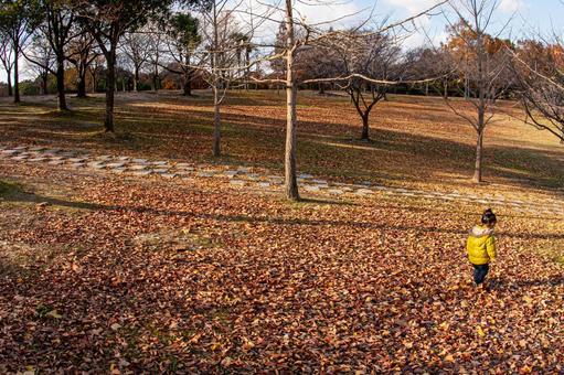 落ち葉の散歩 落ち葉の散歩の写真