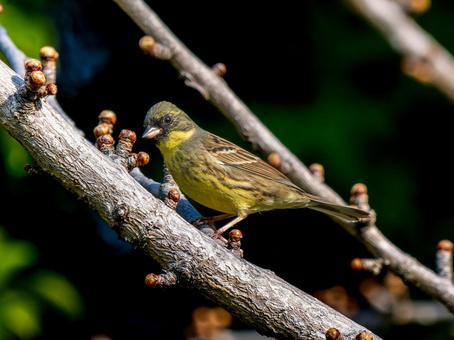 枝にとまるカワラヒワ 枝にとまるカワラヒワ カワラヒワ,野鳥,鳥の写真素材