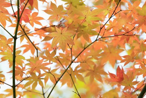 紅葉 紅葉,もみじ,秋の写真素材