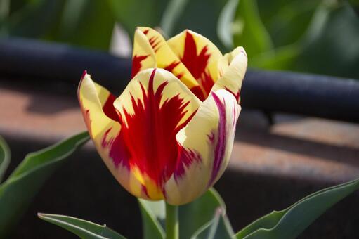 Tulip Grand Perfection, tulpe, , blumen, JPG