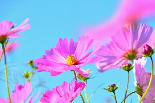 秋晴れに咲く綺麗なコスモスの花 秋晴れに咲く綺麗なコスモスの花 コスモス,秋桜,花の写真素材