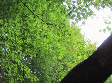 新緑 新緑の写真