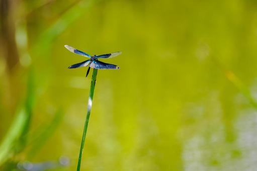 Butterfly dragonfly⑽, JPG Butterfly dragonfly⑽, JPG