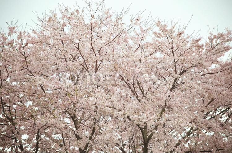 桜の木 4月,さくら,サクラの写真素材