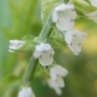 青ジソ（大葉）の花 シソ,青じそ,紫蘇の写真素材