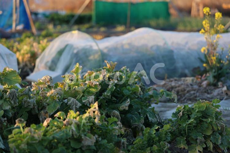 早朝の菜園にて３ 畑,菜園,霜が降りるの写真素材