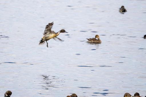 オナガガモ⑸の写真