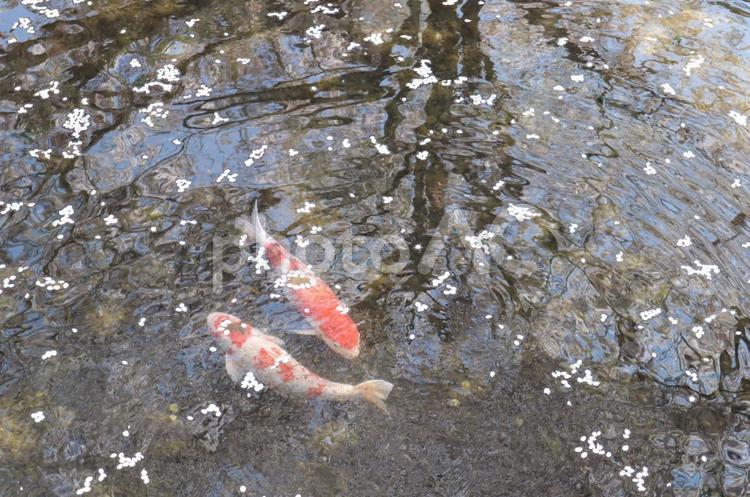 桜と鯉 春,桜,花びらの写真素材