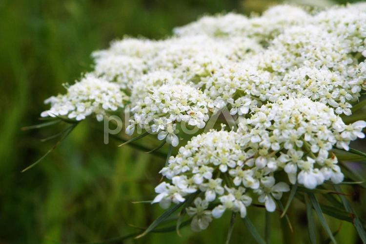 人参の花・雲のように ニンジンの花,ニンジン,人参の写真素材