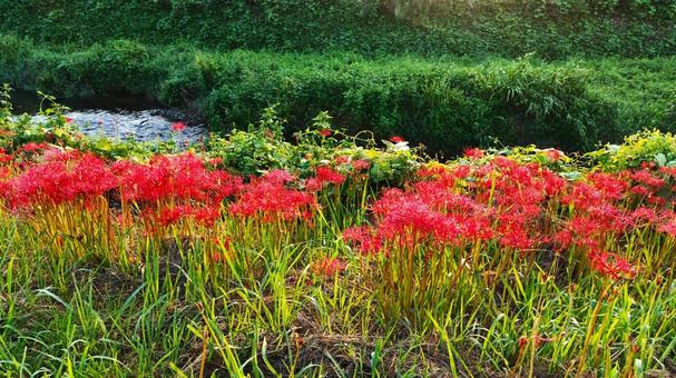 彼岸花 1 彼岸花 1 彼岸花,曼珠沙華,秋の写真素材