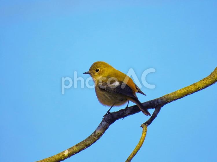木の枝に留まるジョウビタキのメス ジョウビタキ,尉鶲,じょうびたきの写真素材