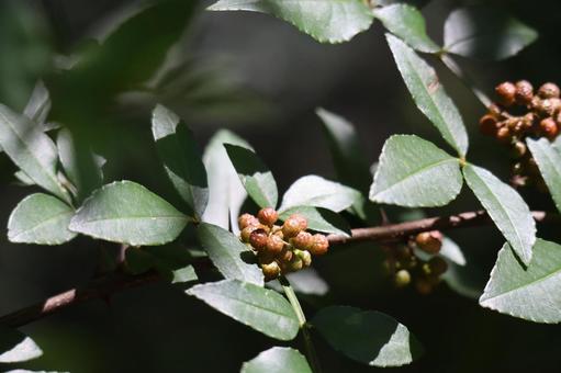 緑の葉とフユザンショウの実の木の枝 緑,葉,フユザンショウの写真素材