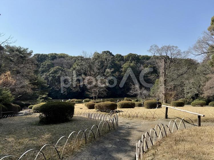 明治神宮　御苑 原宿,柵,松の写真素材