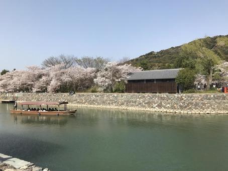 宇治川で花見 宇治川で花見 背景,風景,お散歩の写真素材