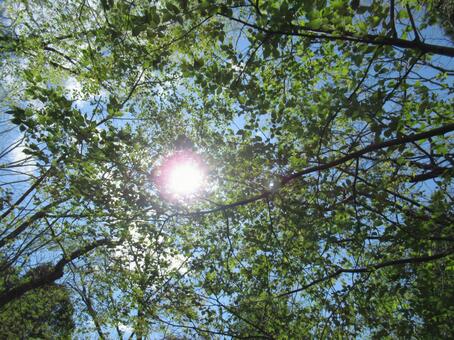 木々の間からの木漏れ日 木々の間からの木漏れ日の写真