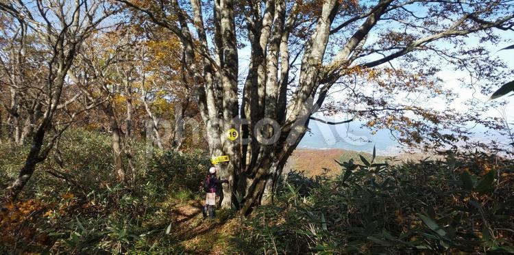 巨大なブナの木に抱きつく人 秋,秋山,登山の写真素材