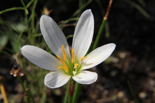 ゼフィランサス・タマスダレのアップ 草花,自然風景,きれいの写真素材
