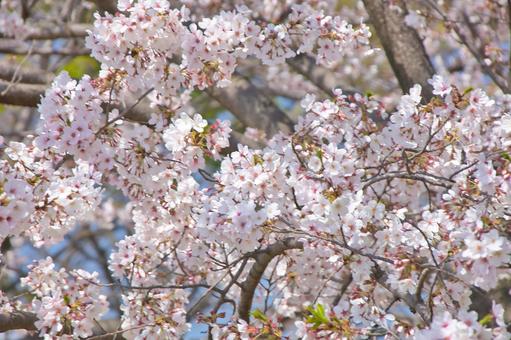 桜 桜の写真
