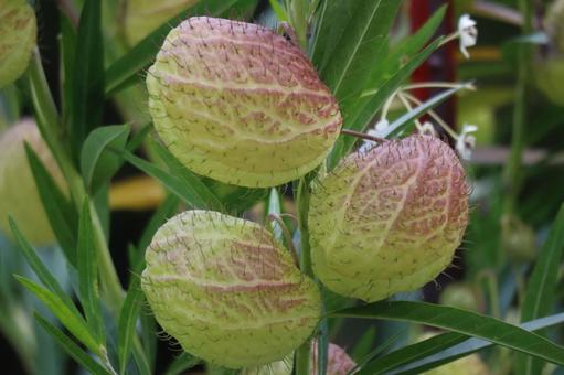 フウセントウワタの実のアップ フウセントウワタ,実,アップの写真素材