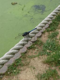 オオシオカラトンボ　オス オオシオカラトンボ,トンボ,蜻蛉の写真素材