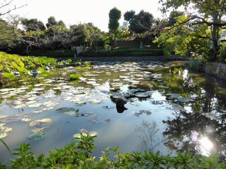 秋の鶴岡八幡宮・源氏池を望む 秋の鶴岡八幡宮・源氏池を望む 源氏池,鶴岡八幡宮,鎌倉市の写真素材