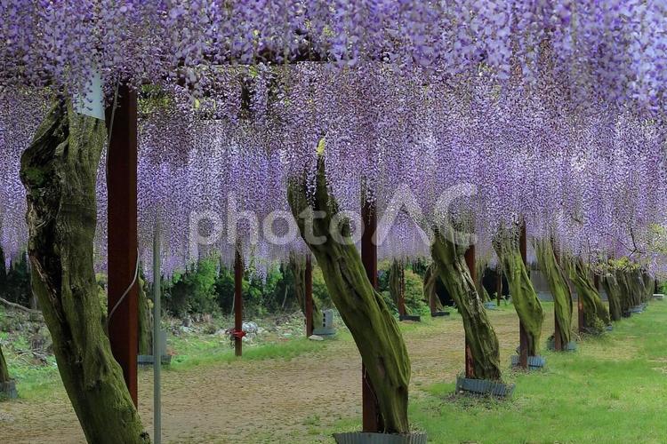 和気神社の藤 和気神社の藤,紫色,鮮やかの写真素材