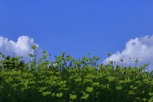 秋風に揺れて咲く コスモス,秋桜,花の写真素材
