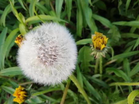 秋のタンポポ 秋のタンポポ 季節,行事,風景の写真素材