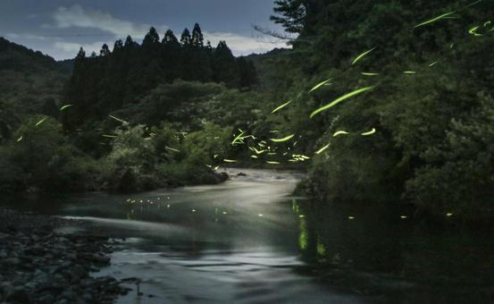 蛍1 蛍1 ホタル,自然,川の写真素材