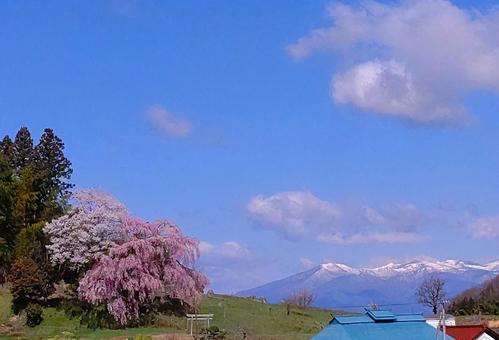 福島の春 花,桜,風景の写真素材