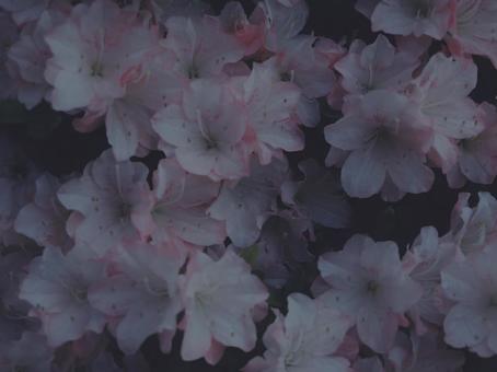 躑躅 [低彩度]版 縦横4:3 躑躅,つつじ,ツツジの写真素材