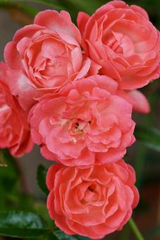 ミニバラ ミニバラ 薔薇,ミニ薔薇,四季咲きの写真素材