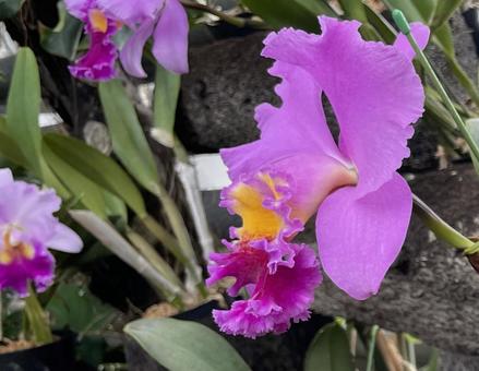 ピンクの花 葉,草,緑の写真素材