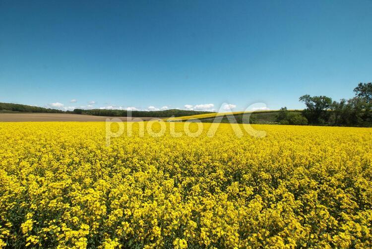 黄色く染まった北国の絶景 菜の花畑,旅行,夏の写真素材