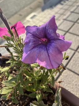 夏の花 夏の花の写真