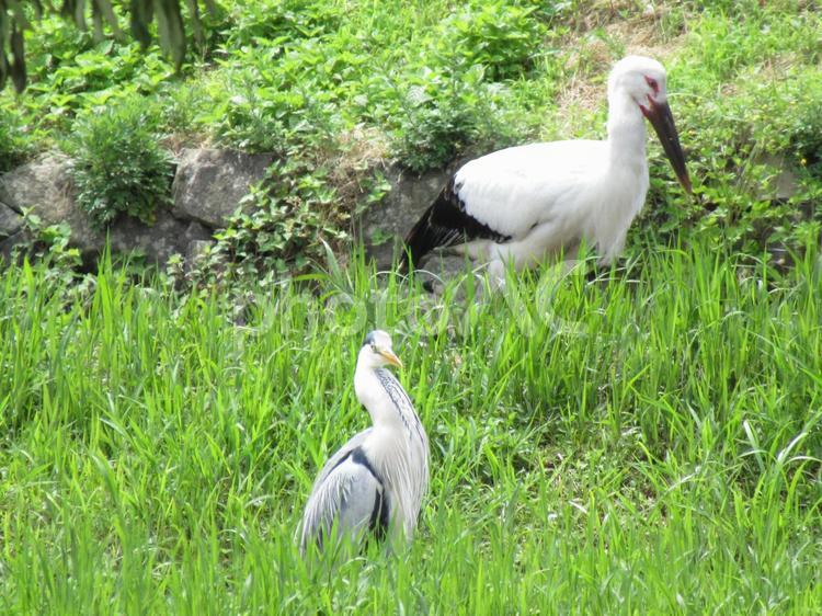 初夏の朝、公園でのコウノトリと鷺 鳥,鷺,コウノトリの写真素材