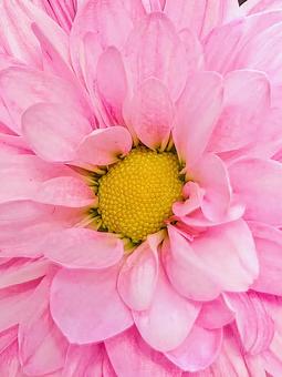 拡大〜ピンクの花 拡大〜ピンクの花 ピンク,壁紙,ピンク色の写真素材