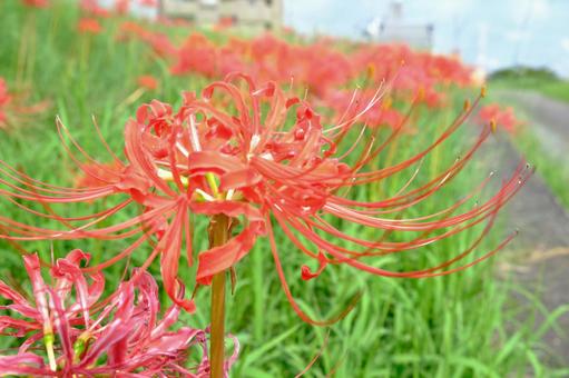 彼岸花 秋,彼岸花,ヒガンバナの写真素材