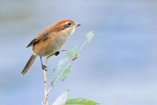 川辺にいるモズの雌 モズ,鵙,百舌鳥の写真素材