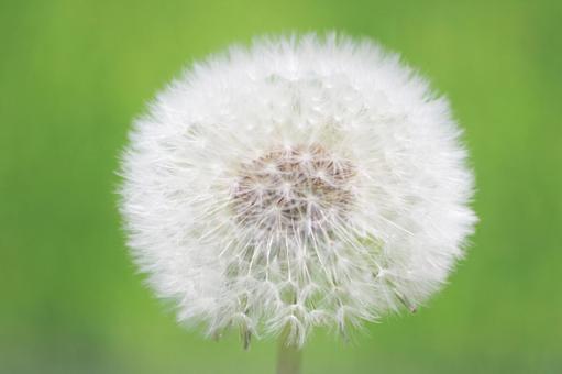 綿毛 綿毛 タンポポ,綿毛,春の写真素材