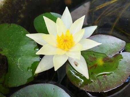 The sleeping lotus flowers close in the evening, JPG The sleeping lotus flowers close in the evening, JPG