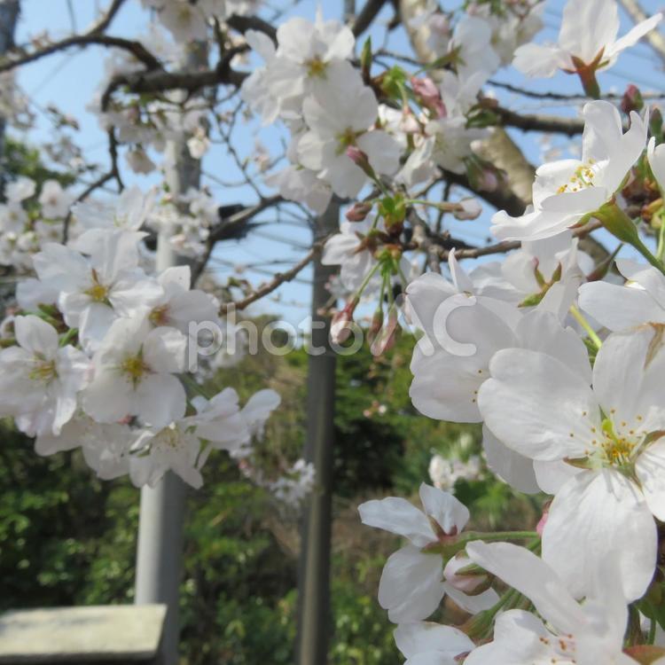 横浜地方気象台　桜(ソメイヨシノ) 横浜,神奈川,桜の写真素材
