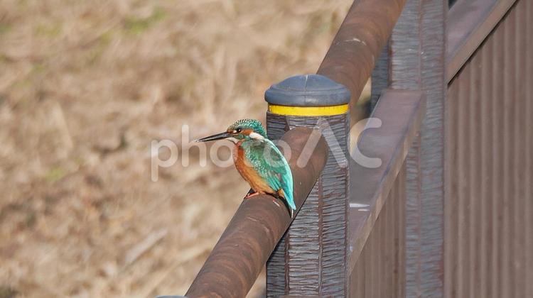 早春の親水公園で獲物を狙うカワセミ カワセミ,野鳥,小鳥の写真素材