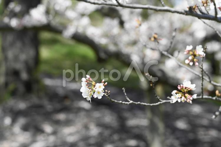 横浜の桜 早春,美しい,春の景色の写真素材
