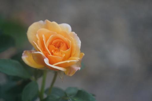 薔薇 薔薇の写真