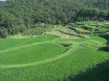 棚田-2 棚田-2 山,中腹,斜面の写真素材