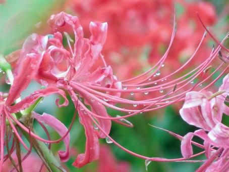 雨に濡れた彼岸花の写真