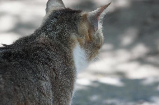 ねこ ねこ にゃんこ,可愛い,野良猫の写真素材