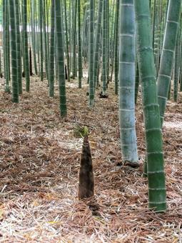 偕楽園の竹林に顔を出したタケノコ 偕楽園の竹林に顔を出したタケノコ 偕楽園,竹林,筍の写真素材