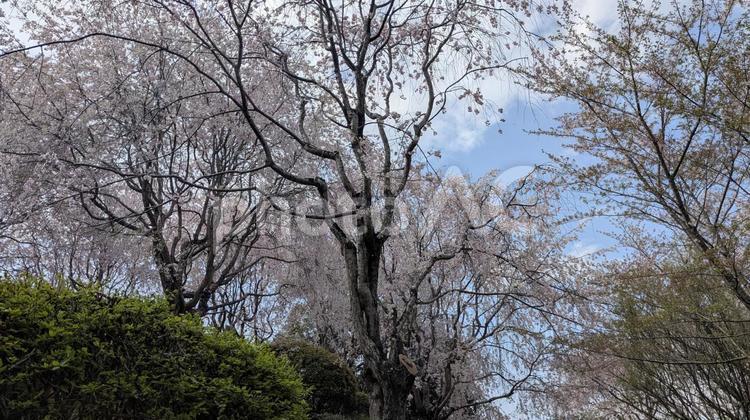弘前公園の桜 弘前公園,弘前城,桜の写真素材